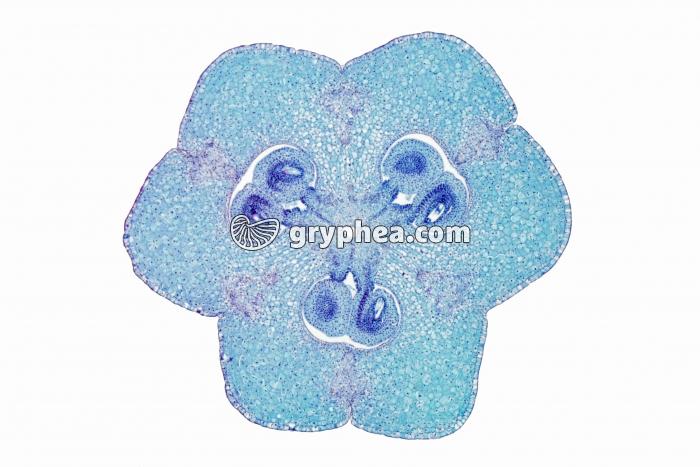 Lys - Ovaire de Lys avec ovules en place CT x4 - gryphea.com